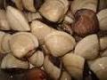 Shellfish