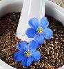 flaxseed oil