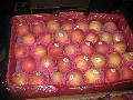  Top  fuji  apple  002