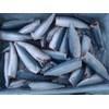 mackerel HGT