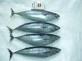 mackerel whole round