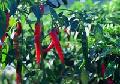 Capsaicin--- pungent  ingredient