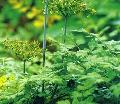 Angelica sinensis extract