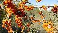  Sea   buckthorn   seed  oil