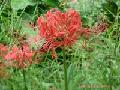  Lycoris   radiata  Extract--- Galanthamine Hydrobromide