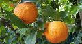  Citrus   aurantium   Extract 