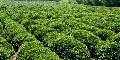 Green tea extract
