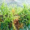 carrageenan