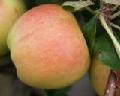 fresh gala apples