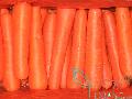 Fresh Carrot