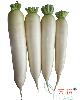 Fresh White Radish