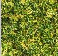 Dehydrate  Cabbage   Flake s