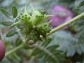 Tribulus Terrestris Extract