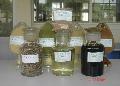 Rosemary Extracts, Natural Antioxidant