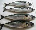 Atlantic mackerel (scomber scombrus)