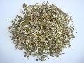  Seabuckthorn  Leaf
