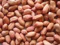 peanut kernel
