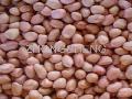  peanut  kernel( round   type )