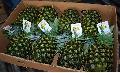 FRESH PINE APPLES READY FOR EXPORT
