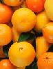 FRESH ORANGES