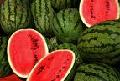 FRESH WATER MELON