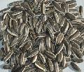sunflower seeds 5009