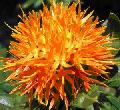 Safflower Yellow