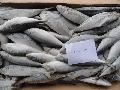 frozen horse mackerel/blue mackerel scad