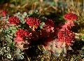 Rhodiola Rosea Extract