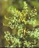  Boswellia   Extract 