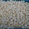 IQF Garlic  Gloves 
