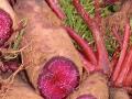  Radish  red color