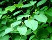 Resveratrol- Polygonum Cuspidatum Extract, Giant Knotweed Rhizome Extract,100% Natural