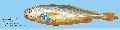 Frozen Yellow Croaker