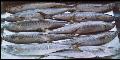 Frozen Horse Mackerel