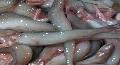 Frozen GGS Bombay Duck