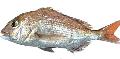 Frozen Red Sea Bream