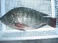 Frozen Gutted &Scaled &Gilled Tilapia