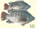 Frozen  Gutted  & Scaled   Tilapia 