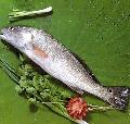 FROZEN  RED   DRUM  FILLETS