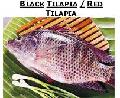 TILAPIA (Red/Black)
