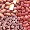 peanut kernels