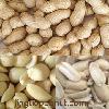 Roasted Peanuts in Shell