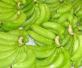 Cavendish Banana Grade A Premium