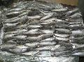  frozen   big   eye   mackerel 
