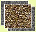 Cassia Tora Seed