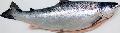 Frozen Salmon