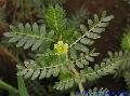 Tribulus terrestris P.E.
