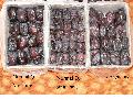  fresh  mozafati  dates 