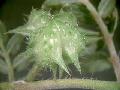  Tribulus  Terrestris P.E.
